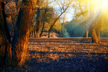 beautiful trees in the autumn forest near the river, bright sunlight at sunset