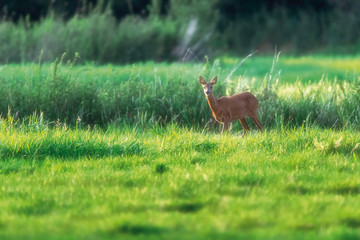 Roe deer doe in sunny pasture during summer.