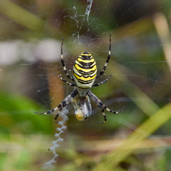 Yellow female spider feeding on web, argiope bruennichi