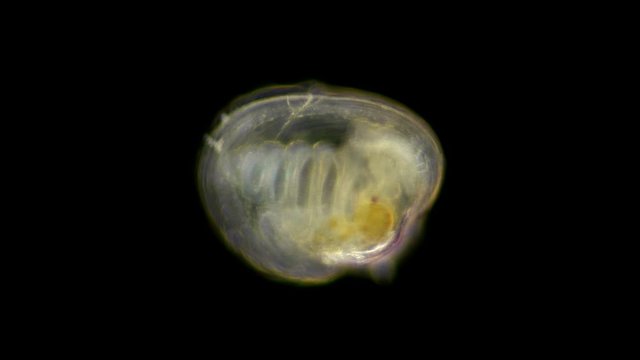 The Black Sea plankton and zooplankton under the microscope, the larva of the Bivalvia marine mollusks, most likely at the settling stage, when it is fully formed and fixed with byssus thread to any