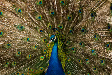 Obraz premium Indian peafowl or blue peafowl (Pavo cristatus), a large and brightly coloured bird. Peacock. Beautiful bird. Peahen.