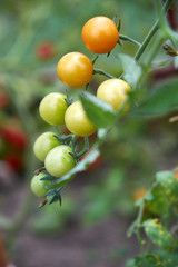 Cultivation of organic tomatoes at home. Bushes of green tomatoes tied to wooden stick. Healthy food