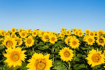 Schilderijen op glas field of sunflowers blue sky without clouds © olllinka2