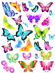 butterfly235
