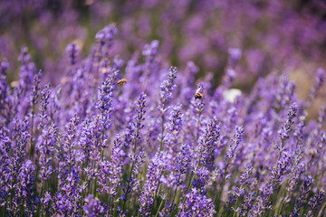 Obraz premium Close up of lavender flowers full of insects like bees and hornets