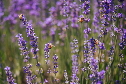 Close up of lavender flowers full of insects like bees and hornets © Paolo Bernardotti