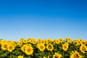 field of sunflowers blue sky without clouds