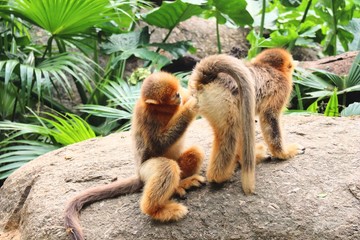 A monkey helps another monkey to drive out the flea on the stone