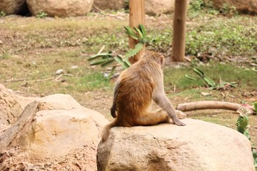 a golden monkey on the stone