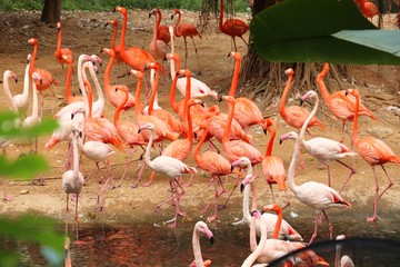 Obraz premium a group of flamingos is spreading its wings