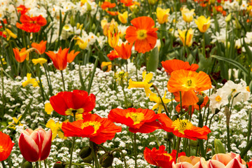 Tulpen auf der Insel Mainau