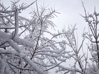 Heavy stuck snow on the branches of trees against pale gray sky. Park in the snowy wintertime