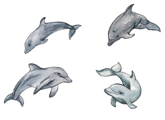 Hand drawn illustration set of watercolor swimming dolphins isolated on white background