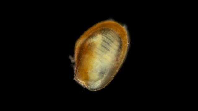 The Black Sea plankton and zooplankton under the microscope, the larva of the Bivalvia marine mollusks, most likely at the settling stage, when it is fully formed and fixed with byssus thread to any