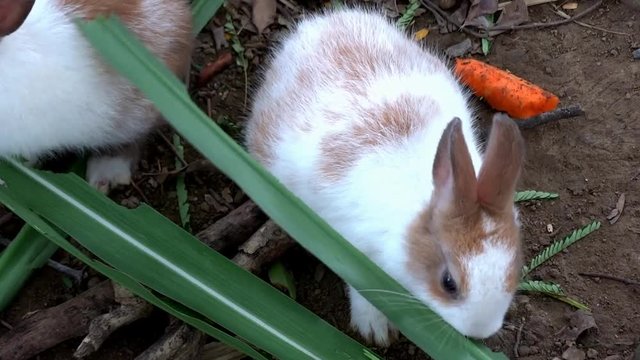 Cute rabbits in the zoo are eating grass. Tourists are feeding grass to rabbits in a farm.