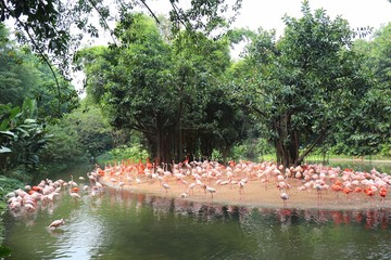 Obraz premium a group of flamingos living on the island