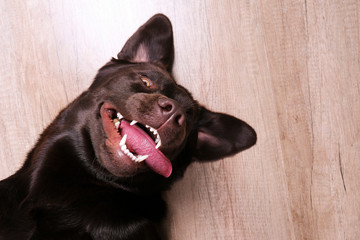 Portrait of eighteen months old chocolate labrador retriever being silly on wood texture floor....