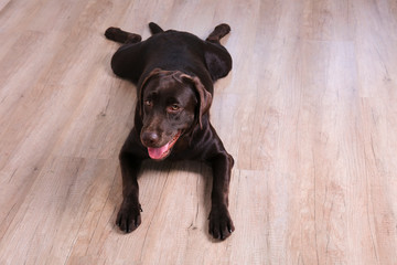 Portrait of eighteen months old chocolate labrador retriever on wood texture floor. Happy and funny brown dog relaxing at home. Close up, copy space.
