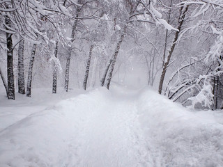 Heavy snowing, snow-covered path and stuck snow on the branches of trees. Park in the snowy wintertime. Selective focus
