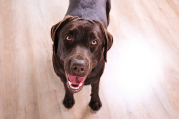 Portrait of eighteen months old chocolate labrador retriever on wood texture floor. Happy and funny brown dog relaxing at home. Close up, copy space.