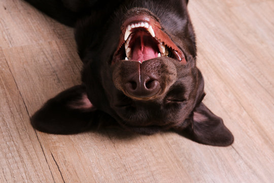 Portrait of eighteen months old chocolate labrador retriever being silly on wood texture floor. Happy and funny brown dog playing at home. Close up, copy space.