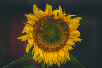 Sunflower on dark background