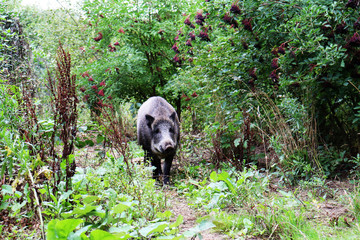 wild sow boar in the forest