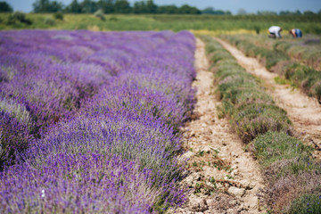 Fototapeta na wymiar Close up of lavender field rows with men hand harvesting in the background