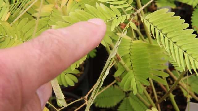 Leaf of sensitive plant. Mimosa pudica.	