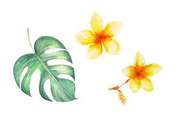 Watercolor tropical collecton. Palm, banana and monstera leaves with tropical flowers.