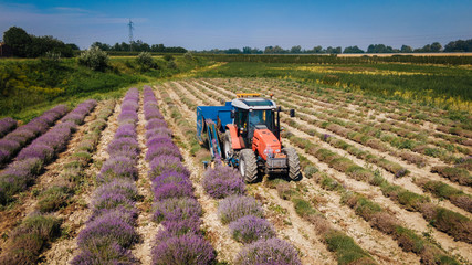 Drone aerial view of an agricultural machine harvesting organic lavender