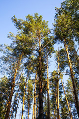 Tall trees neat Kiev