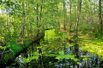 View of the famous “Spreewald“, Germany.