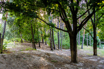 Forest near Kiev in August