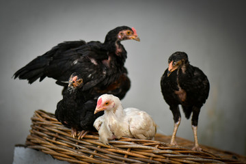 Backyard chickens dramatic pose