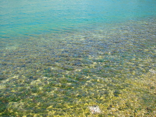 Panorama of the seabed covered with diverse vegetation through the prism of clear seawater illuminated by sunlight.