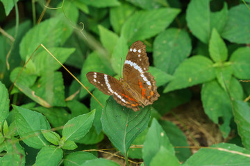 Banded Peacock butterfly (Papilio palinurus)
