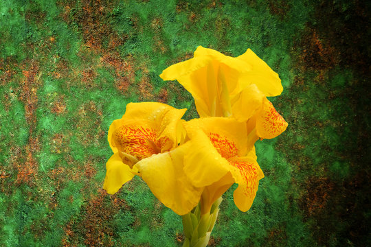 Yellow and orange  canna lily flower  on  grunge green walll texture  abstract nature background