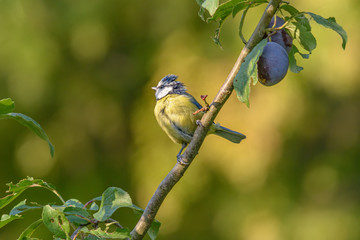 Eine Blaumeise sitzt in einem Pflaumenbaum