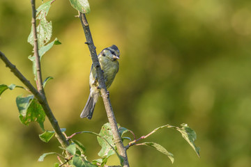 Eine Blaumeise sitzt in einem Pflaumenbaum