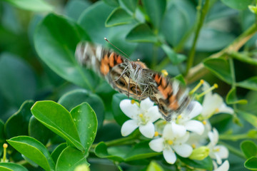 Painted Lady (Vanessa cardui), Costa Rica