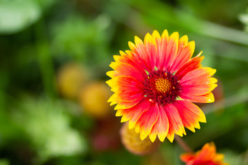 Flowerhead of pink and yellow Gazania rigens with the copy space