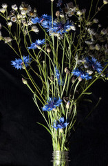 Obraz premium burst of flowers. cornflowers and daisies in a plastic soda bottle