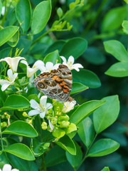 Painted Lady (Vanessa cardui), Costa Rica