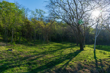 Tropical dry forest in Guanacaste province of Costa Rica