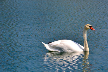 Mute Swan (Cygnus olor) on water