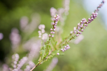 closeup of heather violet flowers