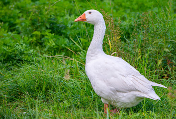 white geese in the garden close up