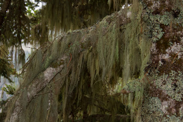 Beard lichens, also known as old man’s beard, on old pine trees