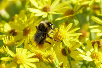Heath bumblebee (Bombus jonellus), taken in the UK